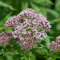 Hemp Agrimony